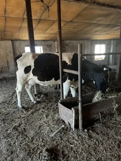 İnək — Heyvanlar, Quşlar, Balıqlar, Bakı — şəkil 3