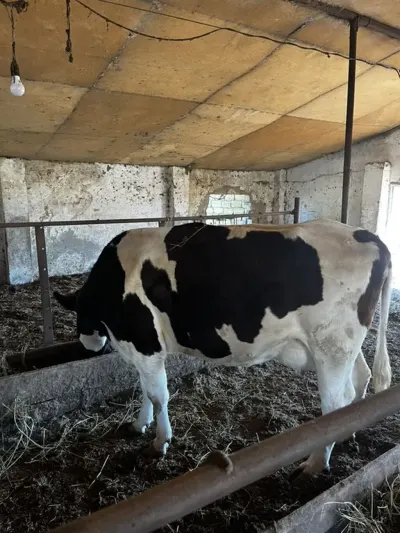 İnək — Heyvanlar, Quşlar, Balıqlar, Bakı