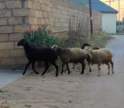 Quzular — Heyvanlar, Quşlar, Balıqlar, Bakı — şəkil 2