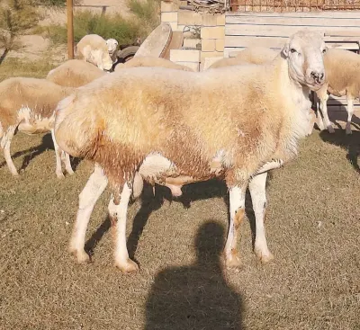 Qoyun — Heyvanlar, Quşlar, Balıqlar, Hacıqabul — şəkil 2