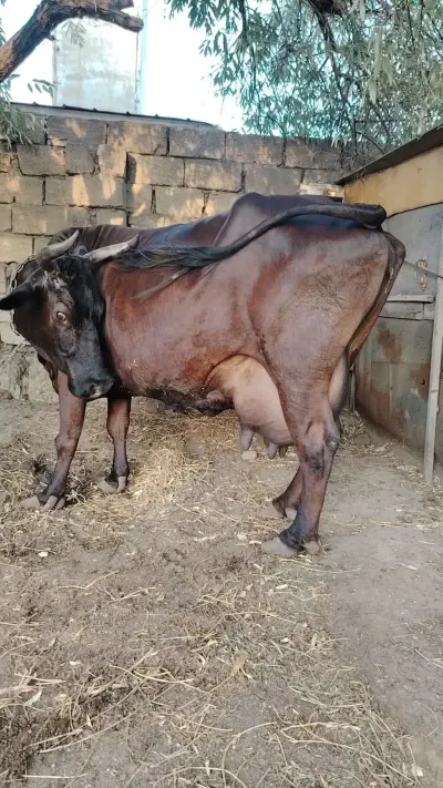İNƏK — Heyvanlar, Quşlar, Balıqlar, Xırdalan