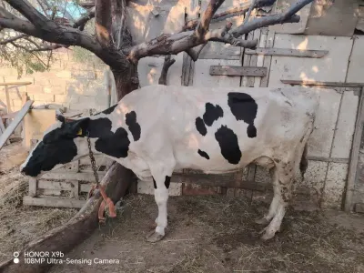 İNƏK — Heyvanlar, Quşlar, Balıqlar, Xırdalan