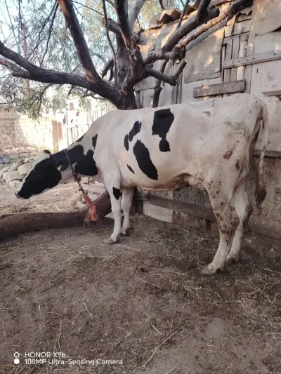 İnək — Heyvanlar, Quşlar, Balıqlar, Xırdalan — şəkil 3
