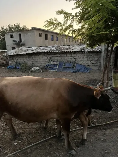 Balalı inək — Heyvanlar, Quşlar, Balıqlar, Şəki — şəkil 2