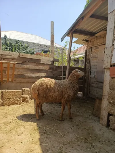 Toğlu — Heyvanlar, Quşlar, Balıqlar, Bakı — şəkil 2