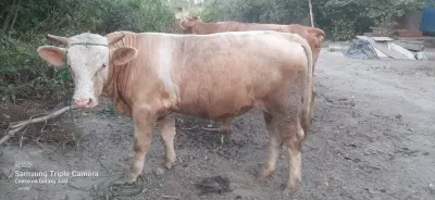 DANALAR — Heyvanlar, Quşlar, Balıqlar, Xaçmaz