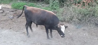 Danalar — Heyvanlar, Quşlar, Balıqlar, Xaçmaz — şəkil 2