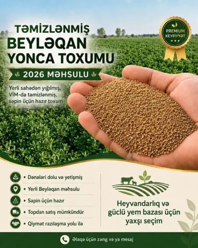 YONCA TOXUMU — Dənlilər, Otlar Yemlər,  Bitkilər, Beyləqan