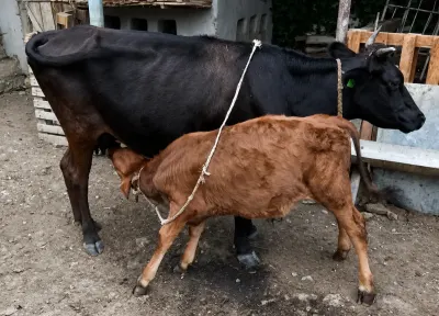 Balalı inək — Heyvanlar, Quşlar, Balıqlar, Qusar