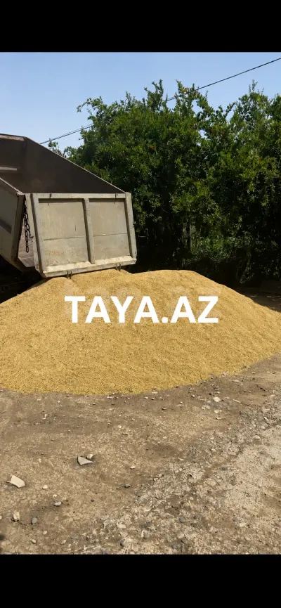 Arpa — Dənlilər, Otlar Yemlər,  Bitkilər, Neftçala
