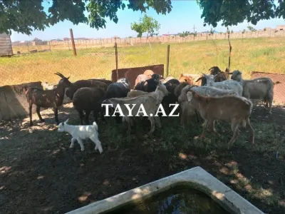 Qoyun — Heyvanlar, Quşlar, Balıqlar, Bakı