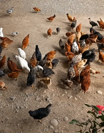 ÇOLPALAR — Heyvanlar, Quşlar, Balıqlar, Ağstafa