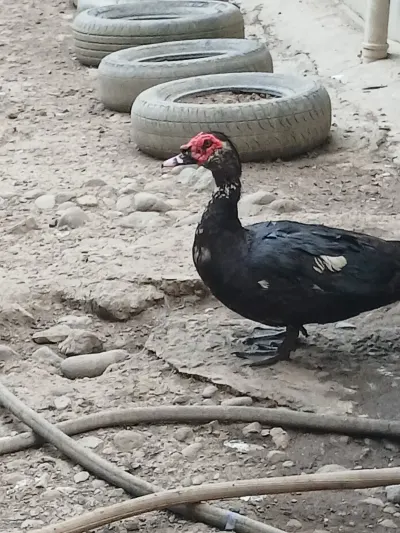 ÖRDƏK — Heyvanlar, Quşlar, Balıqlar, Lənkəran