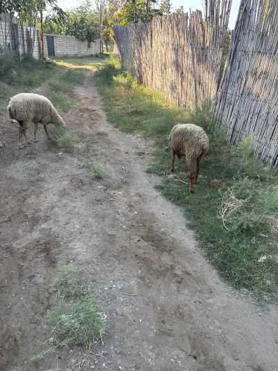 Qoyun — Heyvanlar, Quşlar, Balıqlar, Fizuli