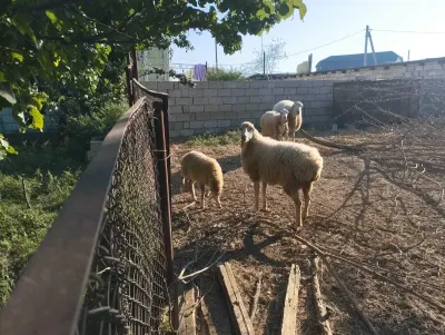 Qoç — Heyvanlar, Quşlar, Balıqlar, İmişli