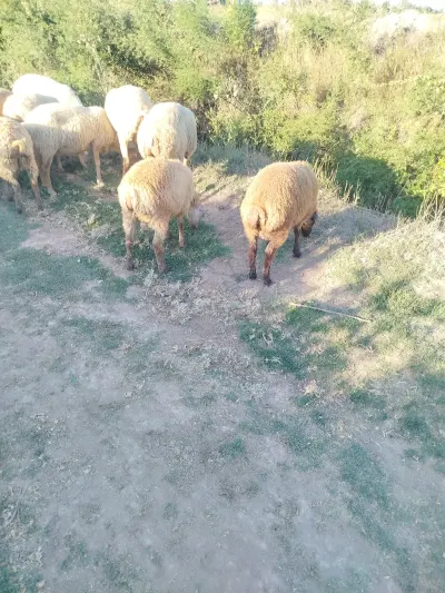 Quzu — Heyvanlar, Quşlar, Balıqlar, Saatlı — şəkil 2