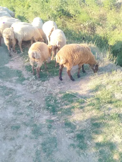 QUZU — Heyvanlar, Quşlar, Balıqlar, Saatlı