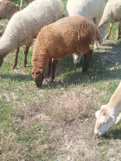 Quzu — Heyvanlar, Quşlar, Balıqlar, Saatlı — şəkil 3