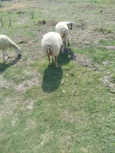Qoyun — Heyvanlar, Quşlar, Balıqlar, Saatlı — şəkil 2