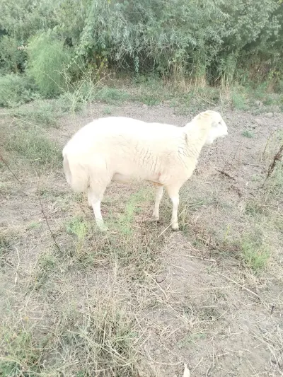 Qoç — Heyvanlar, Quşlar, Balıqlar, Saatlı