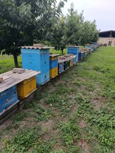Arı ailəsi — Heyvanlar, Quşlar, Balıqlar, Quba