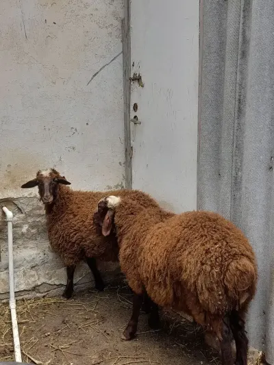 QUZULAR — Heyvanlar, Quşlar, Balıqlar, Bakı