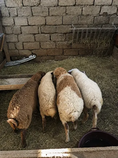QUZULAR — Heyvanlar, Quşlar, Balıqlar, Bakı