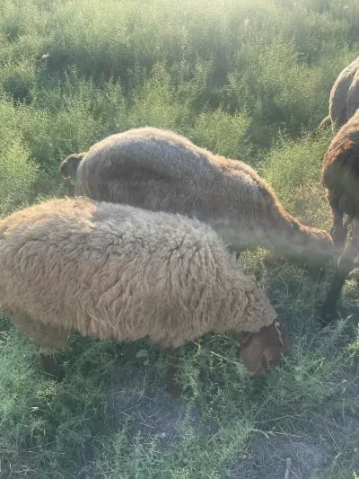 Quzular — Heyvanlar, Quşlar, Balıqlar, Qobustan
