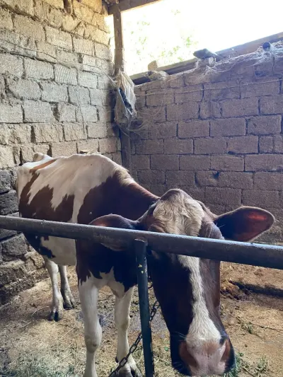 İnəklər — Heyvanlar, Quşlar, Balıqlar, Bakı — şəkil 7