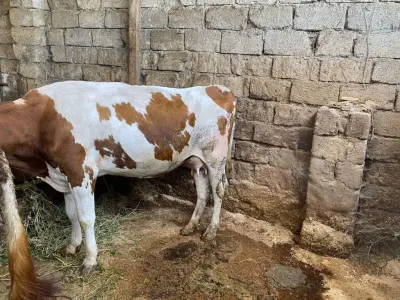 İnəklər — Heyvanlar, Quşlar, Balıqlar, Bakı — şəkil 5