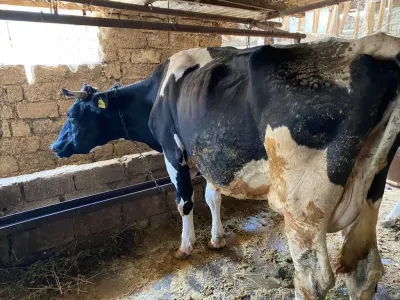 İnəklər — Heyvanlar, Quşlar, Balıqlar, Bakı