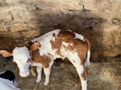 İnəklər — Heyvanlar, Quşlar, Balıqlar, Bakı — şəkil 2