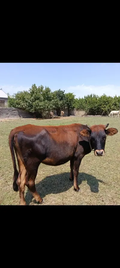 Dana — Heyvanlar, Quşlar, Balıqlar, İmişli