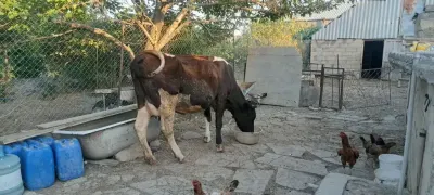 İNƏK — Heyvanlar, Quşlar, Balıqlar, Sumqayıt