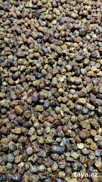 Arı çörəyi — Heyvanlar, Quşlar, Balıqlar, Bakı