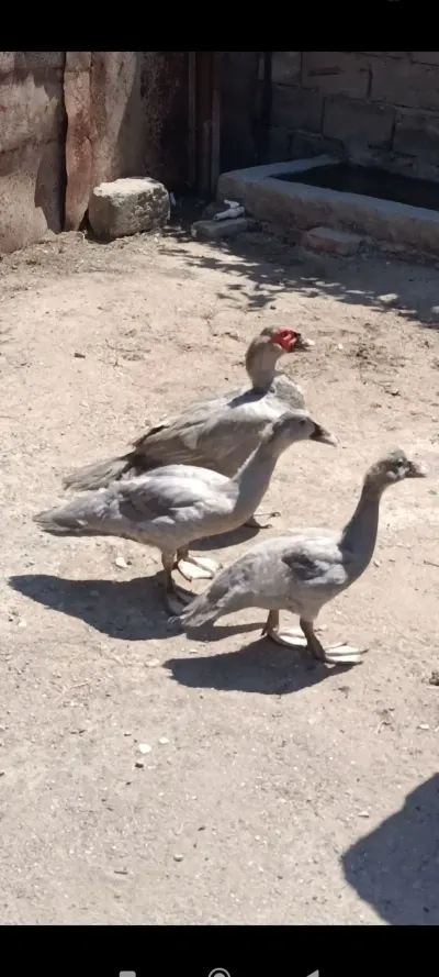 ÖRDƏKLƏR — Heyvanlar, Quşlar, Balıqlar, Bakı