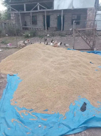 Buğda — Dənlilər, Otlar Yemlər,  Bitkilər, Şəmkir — şəkil 2