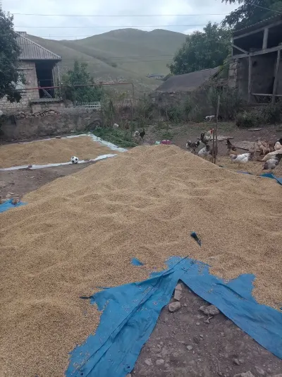 BUĞDA — Dənlilər, Otlar Yemlər,  Bitkilər, Şəmkir