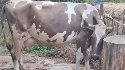 Dana — Heyvanlar, Quşlar, Balıqlar, Quba — şəkil 2