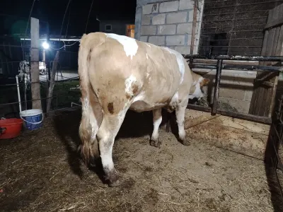 Heyvan — Heyvanlar, Quşlar, Balıqlar, Balakən