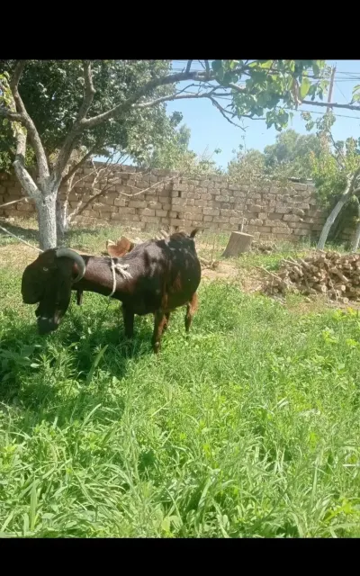 Keçi — Heyvanlar, Quşlar, Balıqlar, Bakı — şəkil 2