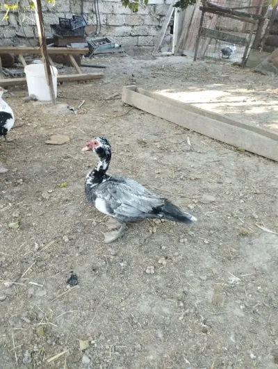 Ördəklər — Heyvanlar, Quşlar, Balıqlar, Xaçmaz