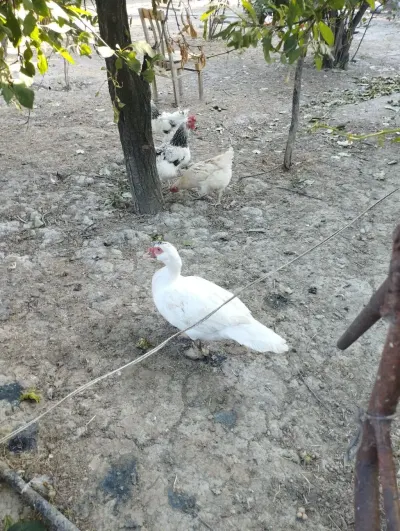 Ördəklər — Heyvanlar, Quşlar, Balıqlar, Xaçmaz — şəkil 3
