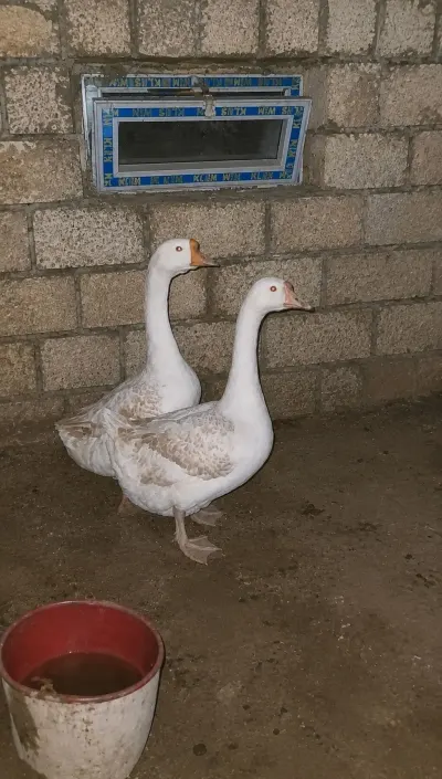 Qaz balası — Heyvanlar, Quşlar, Balıqlar, Xırdalan — şəkil 3