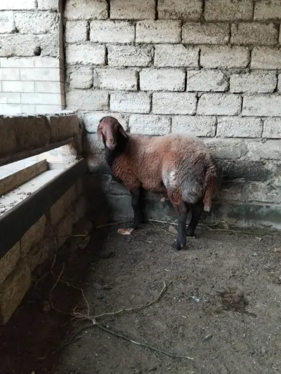 Qoç — Heyvanlar, Quşlar, Balıqlar, Bakı — şəkil 3