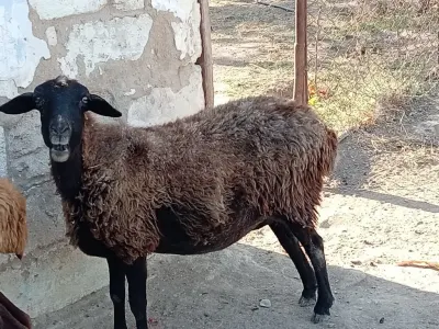 Qoyunlar — Heyvanlar, Quşlar, Balıqlar, Balakən