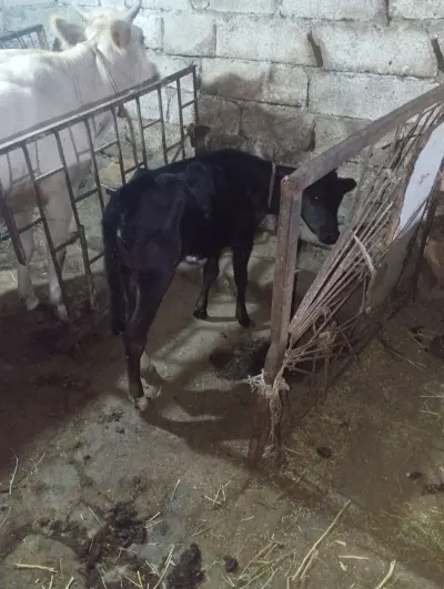 BUZOV — Heyvanlar, Quşlar, Balıqlar, Xırdalan
