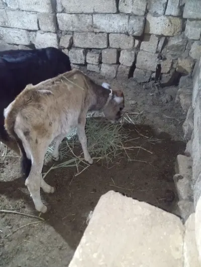 Buzov — Heyvanlar, Quşlar, Balıqlar, Xırdalan — şəkil 2