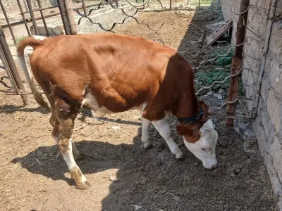 Dana — Heyvanlar, Quşlar, Balıqlar, Bakı