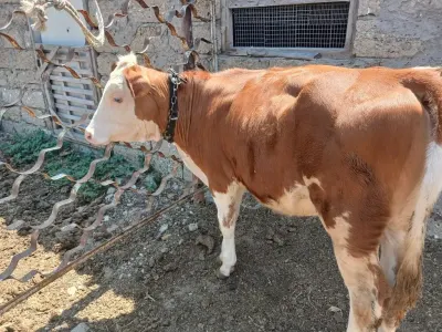Dana — Heyvanlar, Quşlar, Balıqlar, Bakı — şəkil 2